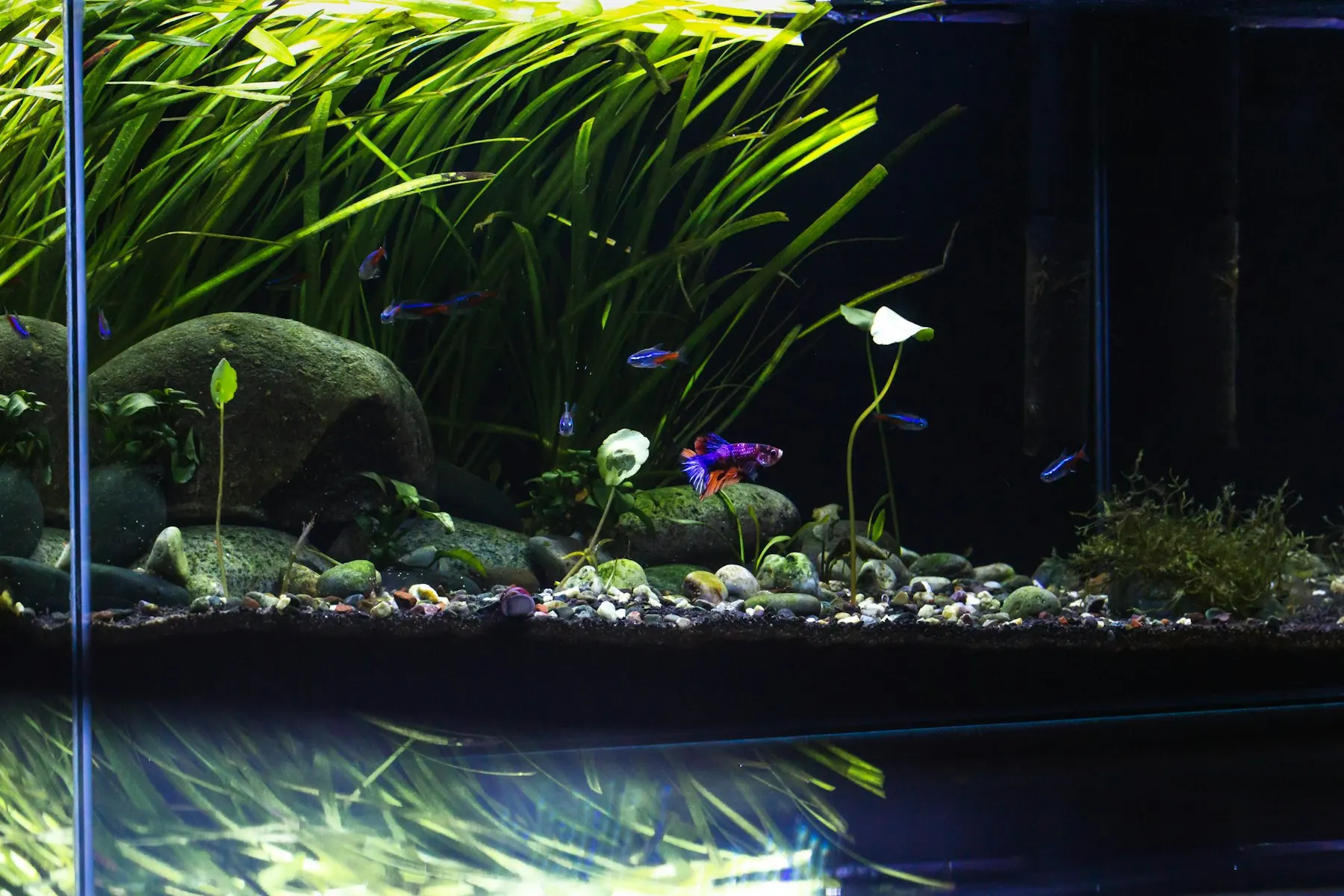Lush planted aquarium with rocks, wood, and aquatic plants